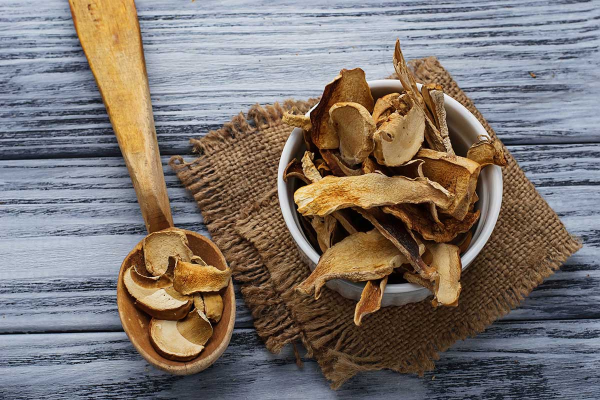 Vitalpilze und Heilpilze ganz allgemein
