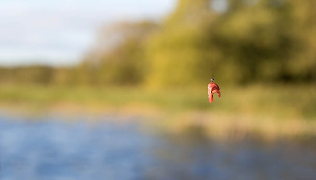 Welche-Fische-lockt-der-Riesenrotwurm-an