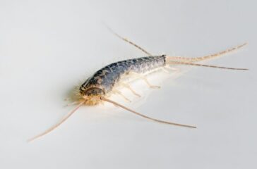 Silberfisch